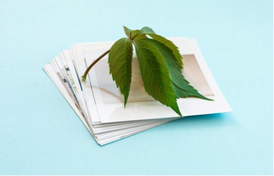 paper with neem tree leaves